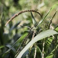 Organic Seed Alliance Webinar Videos Image